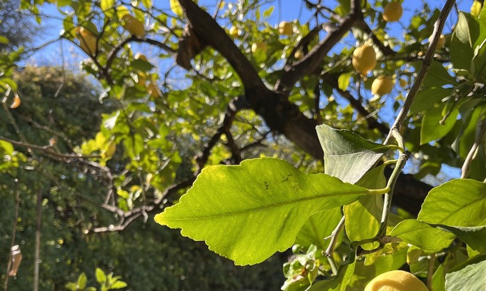 Saint Maurice Apartamento | Charming Appartment with view to to Lemon tree with garden