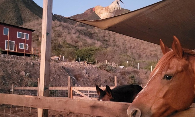 Cabo Punta Banda Cabaña | Charming casita on Lucky Tree Ranch horse ranch with 360° Views Ocean Mountains