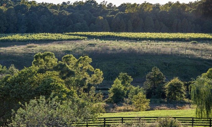 Cobham Cabaña | Charming Cottage on beautiful Farm & Vineyard