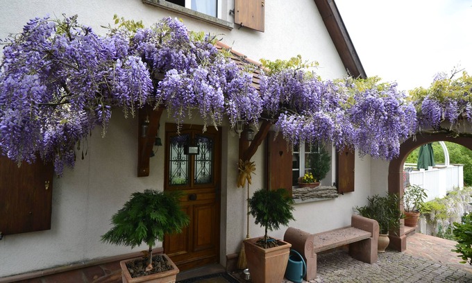 Rimbachzell Casa | Charming house with private pool 4 ⭐️