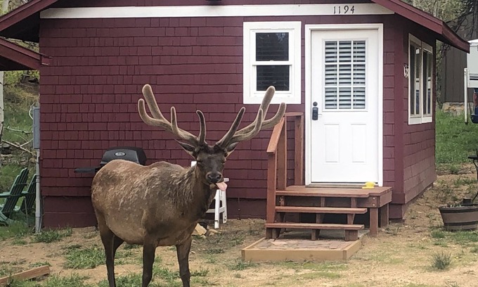 Estes Park Cabina | Encantador estudio rústico actualizado. Excelente ubicación cerca de la ciudad y RMNP! WIFI