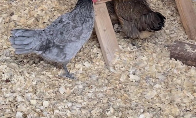 Mesa Grande Otro | City Chicken Farm by Cubs Stadium w/Live Chickens, Hot Tub, Fish Pond, Fire Pit