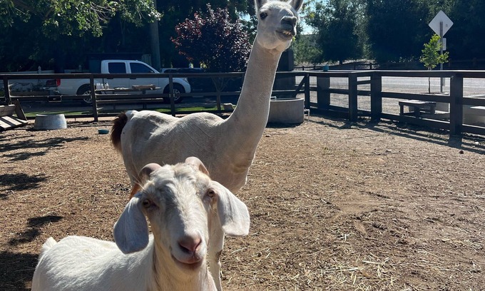 Thousand Oaks Apartamento | Close to downtown, with a llama and alpaca on the property