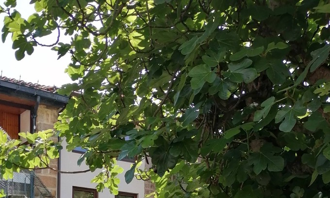 Bárcena de Pie de Concha Casa | La casa de Corramor.