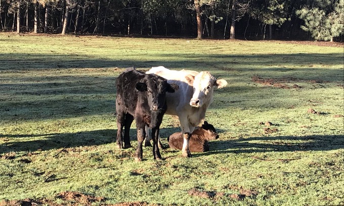 Redding Casa | Cow Palace II, escapada al campo