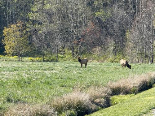Maggie Valley Casa | Cozy Bear Cabin-Stunning Mountain View, Dogs welcome with Pet Rate