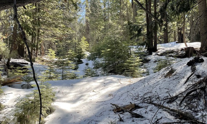 Shaver Lake Cabina | Cozy Cabin for Summer & Winter Fun