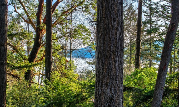 Eastsound Cabina | Cozy cabin in the woods, minutes from town, beaches, hiking