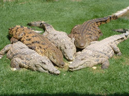 Greater Johannesburg Metropolitan Area Casa | Crocodile Lodge cc