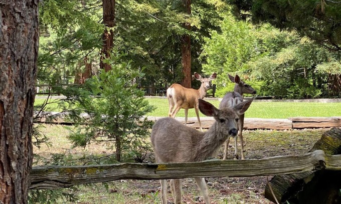 Camp Nelson Cabina | Cute cozy cabin with charm