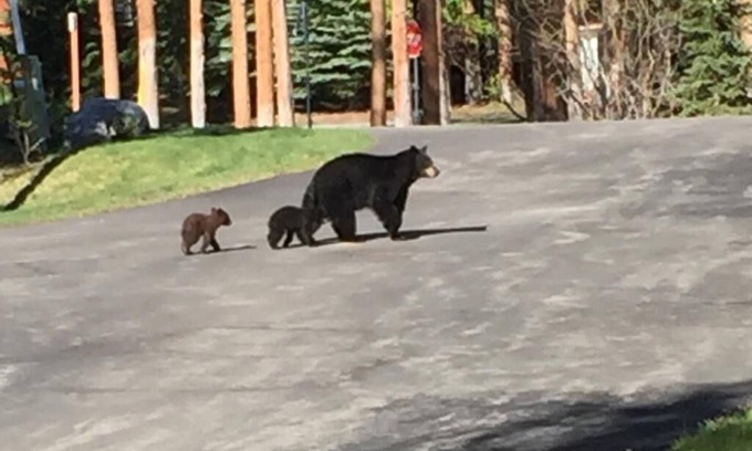 Peak 8 Cabina | DAILY WILDLIFE - MOOSE, BEAR, DEER, RACCOON, PORCUPINE - 3BR/3BA SKI IN/SKI OUT