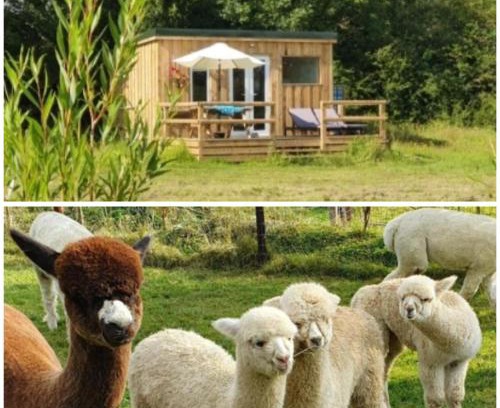 Liverton Casa | Dartmoor Reach Alpaca Farm Heated Cabins 5 mins drive to Dartmoor