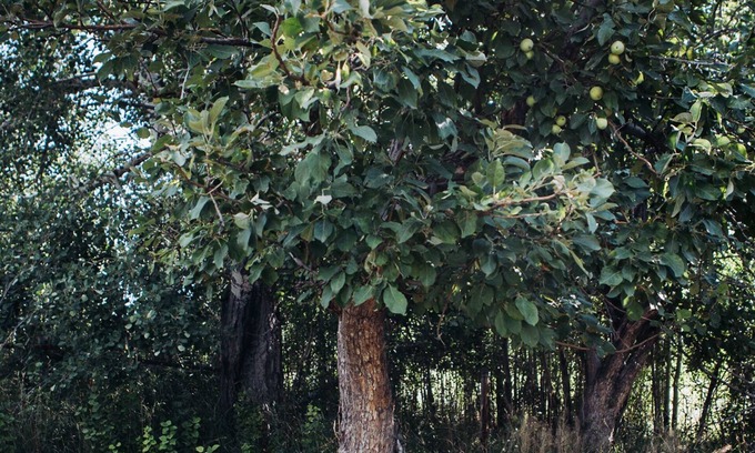 Alder Cabaña | Delightful Cottage near Virginia City - Inspired Get-Away with Artist Studio