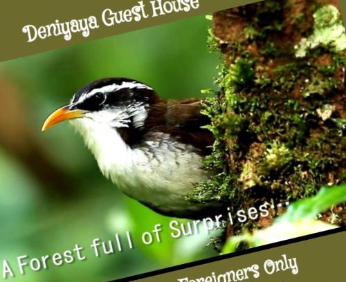 Deniyaya Casa | Deniyaya Guest House
