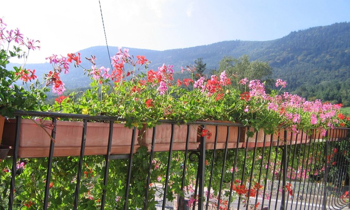 Neuve-Eglise Cabaña | Descubre las flores en el corazón de Val de Villé.