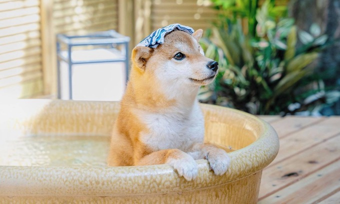 Hakone Casa | Dog run and openair bath for dogs included Natu / Ashigarashimo-gun Kanagawa