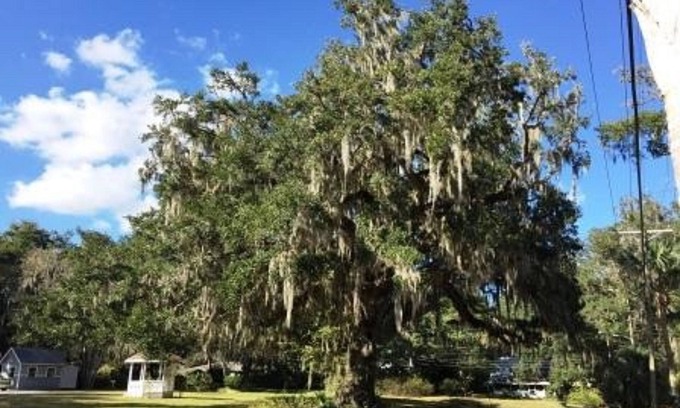 Brooksville Cama Y Desayuno | Dolan House B&B