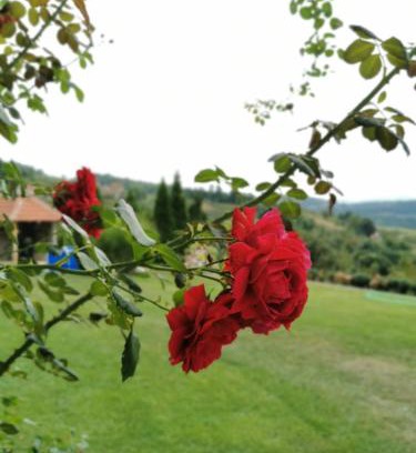 Central Serbia Casa | Domaćinstvo Sinđelić