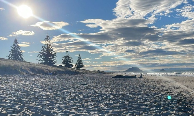 Papamoa Beach Casa | Dunes View - Central Papamoa, beach across the road! Pet Friendly 🐶