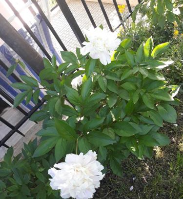 Serre di Rapolano Apartamento | El Giardino delle Rose.