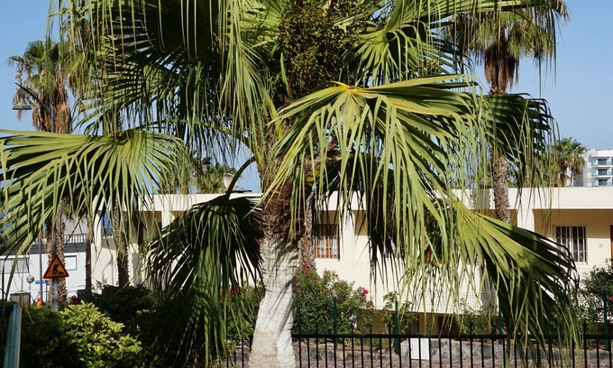 Los Gigantes Apartamento | El Sombrero Apartments Los Gigantes