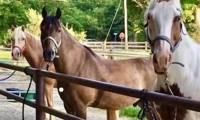 Columbia Otro | Escape to Horse Ranch close to Hershey, Lanc, Nook, Sight & Sound, Amish Country