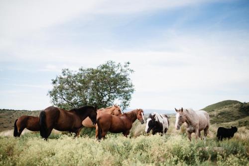 San Clemente Cabina | Estancia Acuarela del Río