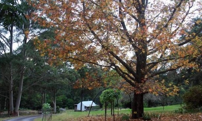 Termeil Cabaña | Entrenador Cottage Forest Retreat