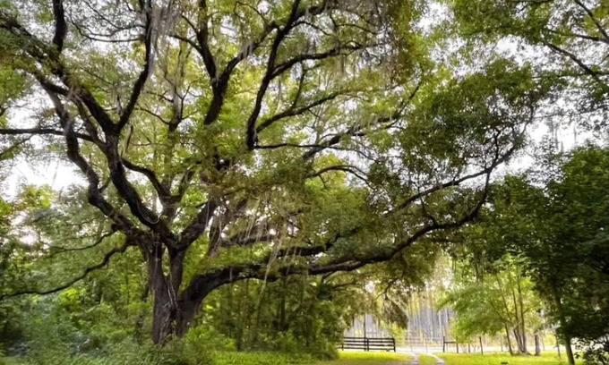 Williston Casa | Family Friendly 3/2 Cottage Nestled Among the Oaks