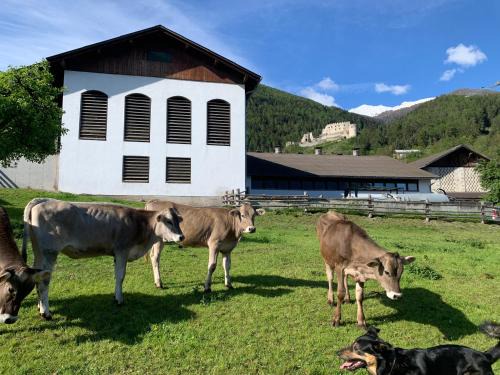 Montechiaro Apartamento | Farm apartment in Stelvio National Park