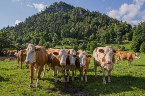 Bled Casa | Farm Holidays Povsin