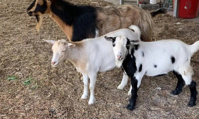 Putnam Hall Otro | FARM Stay Luxury Animal Experience