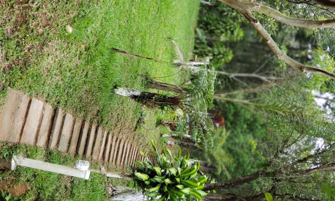 Suzano Casa | Finca con piscina, barbacoa y mucho verde.