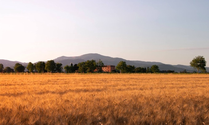 Piombino Otro | Granja Pescinone - amapola, campo y al mar