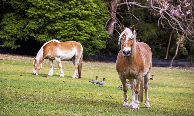 Valla Beach Otro | ¡Alimenta a los animales! Estancia en una granja costera, justo al lado de la M1, toda la casa 4U solo