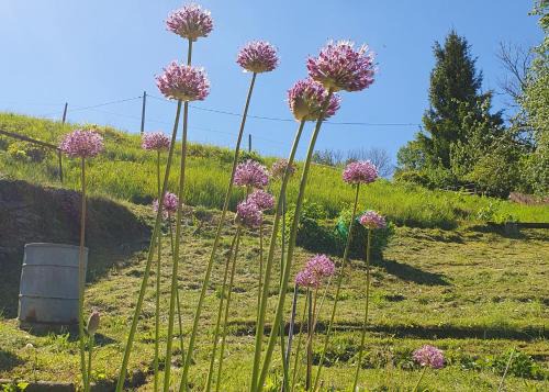 Bornichen Apartamento | Ferienwohnung am Huthainberg