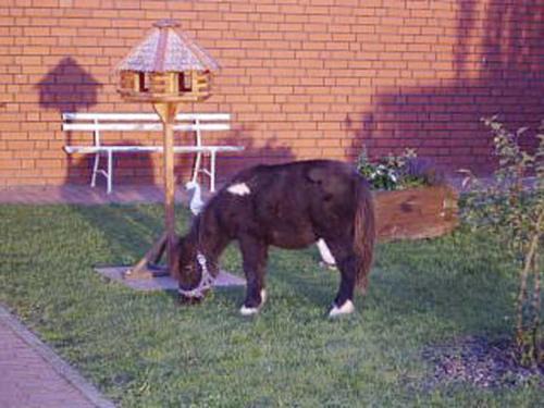 Dahmen Apartamento | Fewo Tannenhof