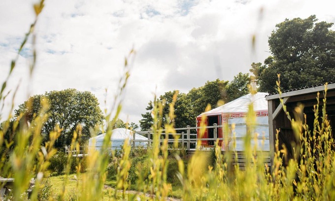Newquay Cabina | Field Maple - A spacious Mongolian-inspired Yurt in stunning eco-friendly estate near Newquay
