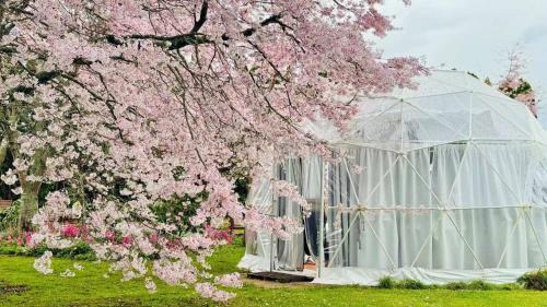 Tamahere Otro | Flowerhaven - glamping dome