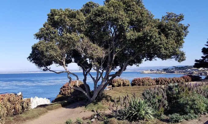 Pacific Grove Cabaña | Forest Cottage en 1/4 Acre