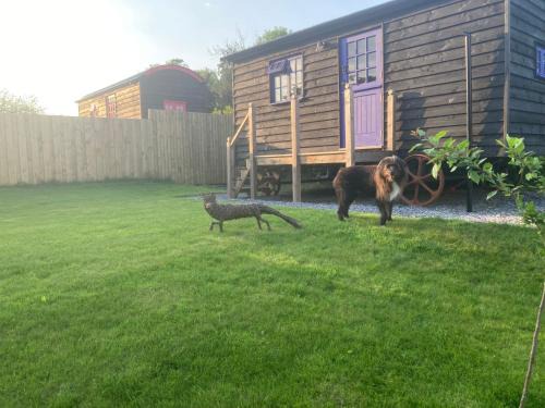Sidmouth Otro | Fox lodge Shepherd Hut Sidmouth