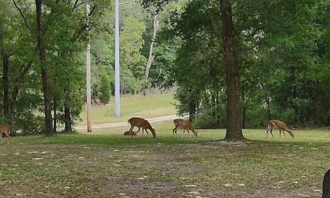 Fort White Casa | Fun Fawn Woodland Retreat