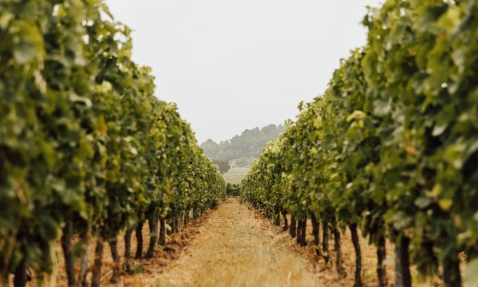 Robins Bay Cabaña | INVINDIA Vineyard Cottage, en el corazón de los viñedos de Saint-Émilion
