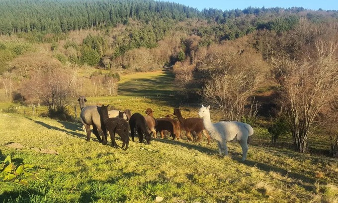 Chaumeil Villa | Gîte de France 3 ears alpacas - Gîte de France 6 people