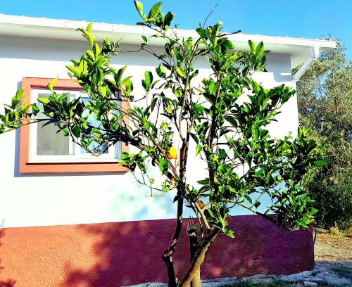 Archangelos Apartamento | Garden Studios N1