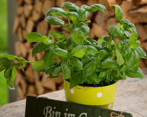 Schwarzenberg Apartamento | Gartenstudio Waldblick