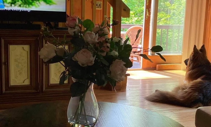 Danbury Cabina | Get away to the woods of Danbury NH in this lovely, private, dogfriendly cabin.