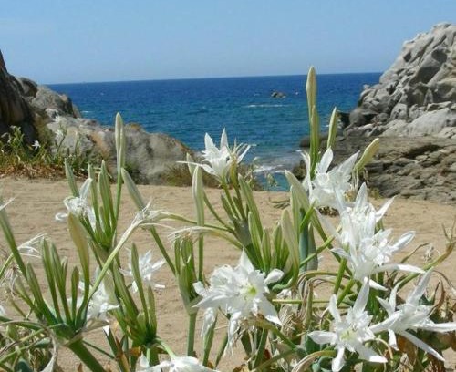 Marzamemi Casa | Giglio di mare Marzamemi