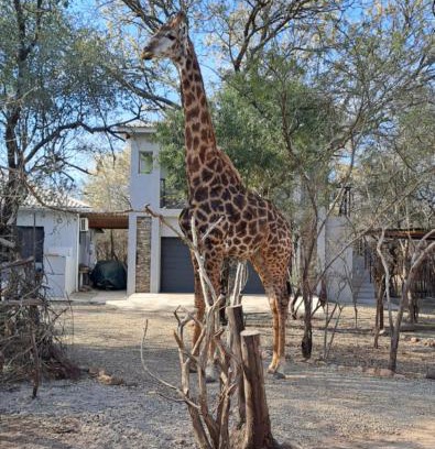 Marloth Park Apartamento | Giraffe Studio @ Kruger