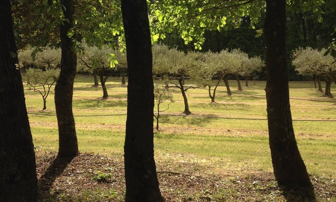 Piolenc Cabaña | Casa de olivos
